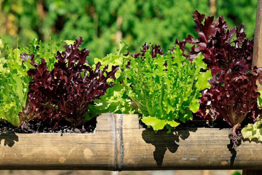 Mixed salad greens