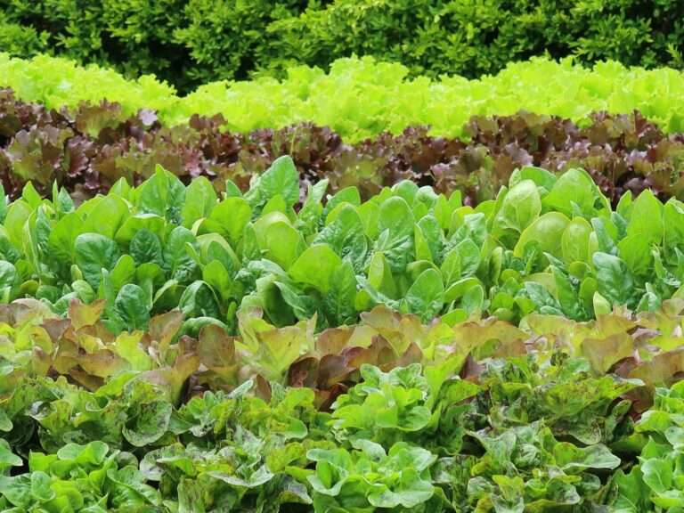 Mixed salad greens
