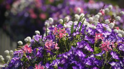Designing colour-coordinated flower beds for a more harmonious garden