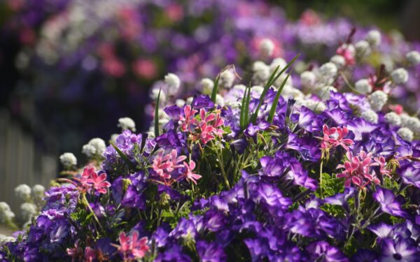 Designing colour-coordinated flower beds for a more harmonious garden
