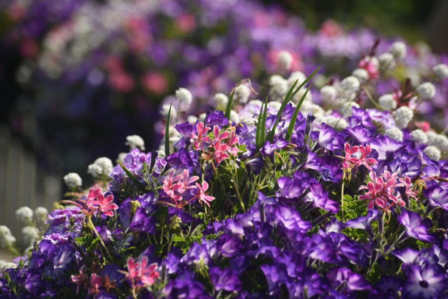 Colourful flower bed