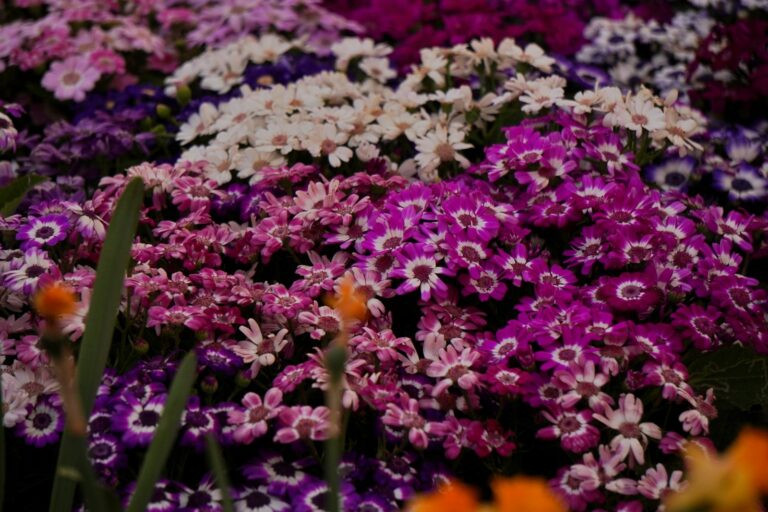 Colourful flower bed
