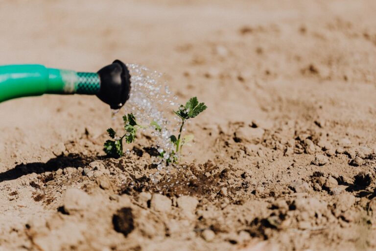 Carrot seedlings direct