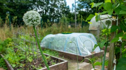 Direct sowing vegetables: a practical guide to planting seeds straight into the soil