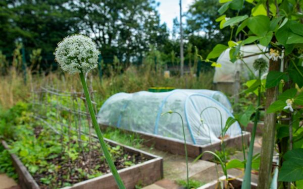 Direct sowing vegetables: a practical guide to planting seeds straight into the soil