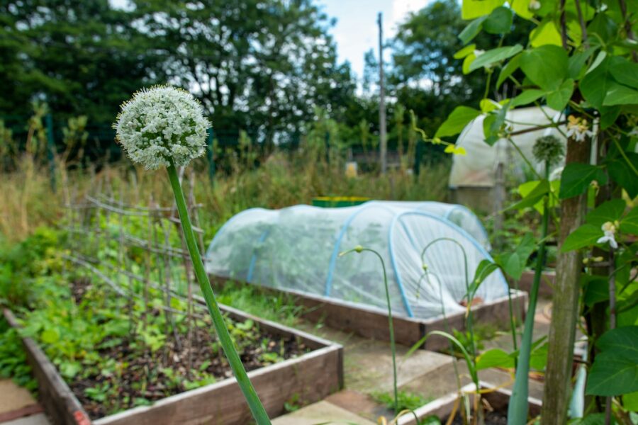 Raised bed vegetable