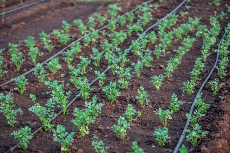 Drip irrigation emitters