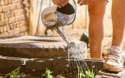 Drip irrigation basics for easier, more consistent watering