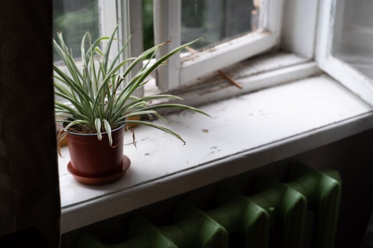 Indoor plants dry
