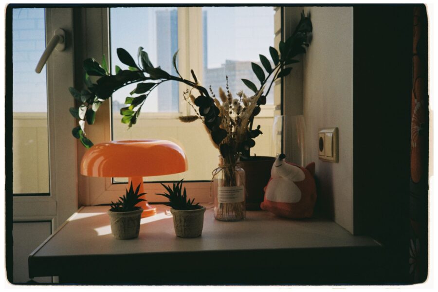 Indoor plants dry