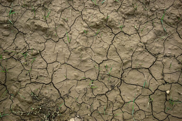 Dry cracked garden