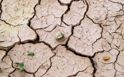 Dry, crusty garden soil: how to recognize hydrophobic ground and bring it back to life