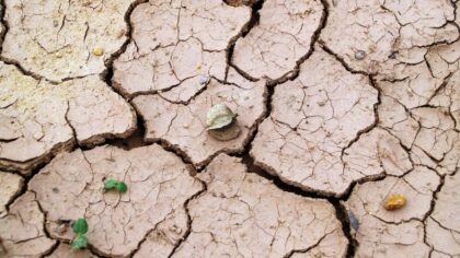 Dry, crusty garden soil: how to recognize hydrophobic ground and bring it back to life