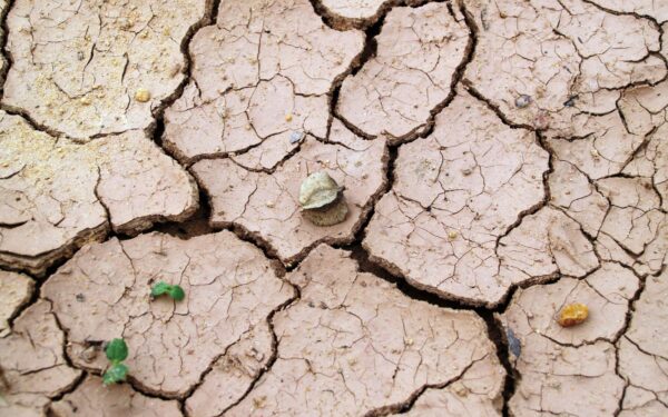 Dry, crusty garden soil: how to recognize hydrophobic ground and bring it back to life