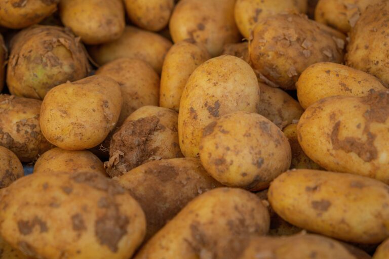 Potato plants hilling
