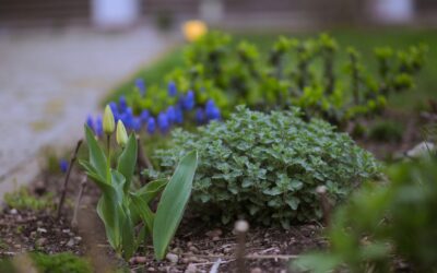 Early spring care for perennial flower beds so blooms return strong