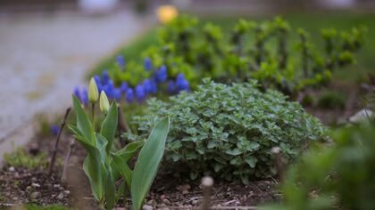 Early spring care for perennial flower beds so blooms return strong