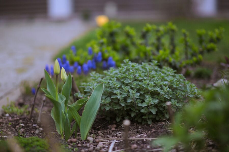 Perennial flower bed early spring garden