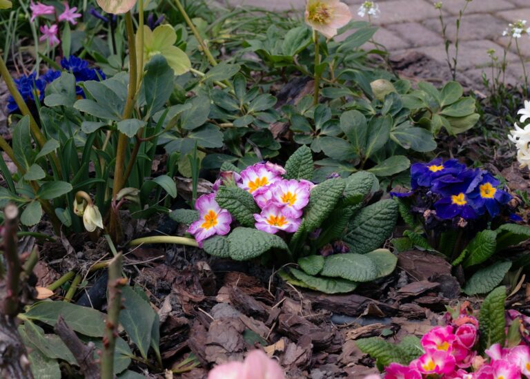Perennial flower bed early spring garden