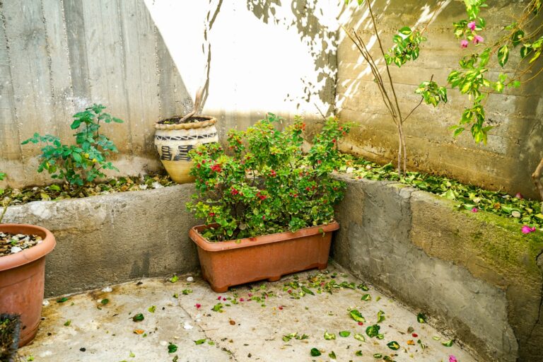 Balcony containers herbs