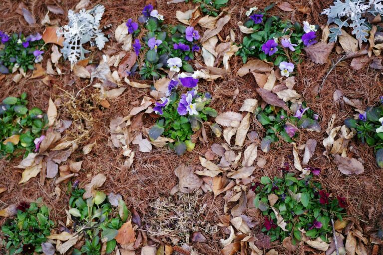 Mulched flower bed