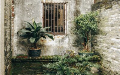 Evergreen courtyard ideas that keep a small garden interesting all year