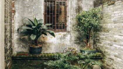 Evergreen courtyard ideas that keep a small garden interesting all year