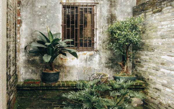 Evergreen courtyard ideas that keep a small garden interesting all year
