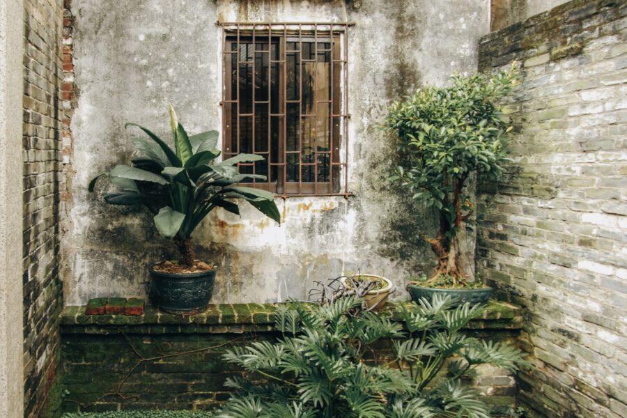 Small evergreen courtyard
