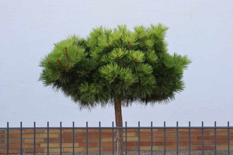Evergreen climbers courtyard