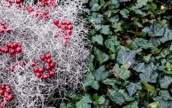 Evergreen garden ideas that keep colour and structure all year