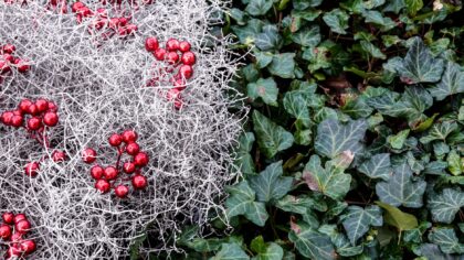Evergreen garden ideas that keep your yard beautiful in every season