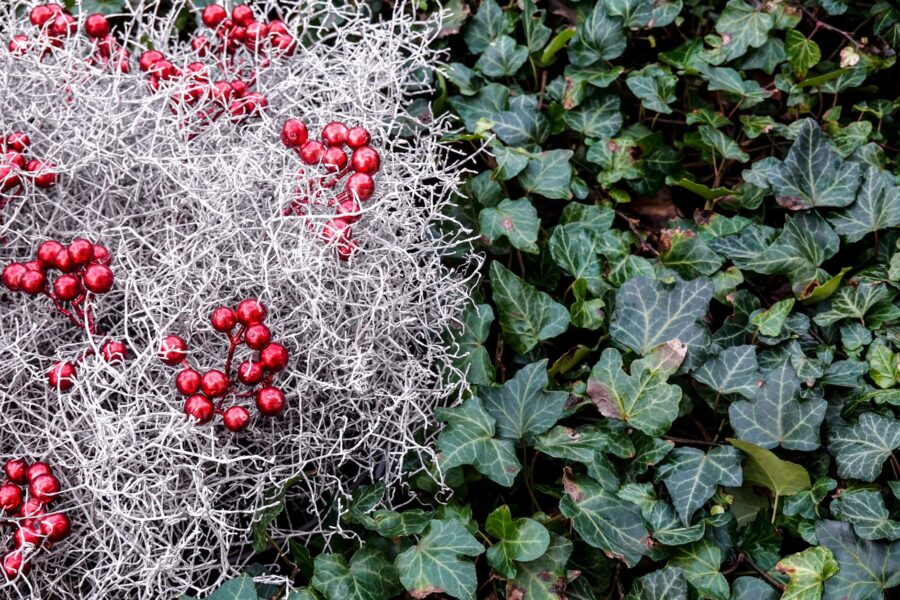 Evergreen shrubs mixed border winter garden