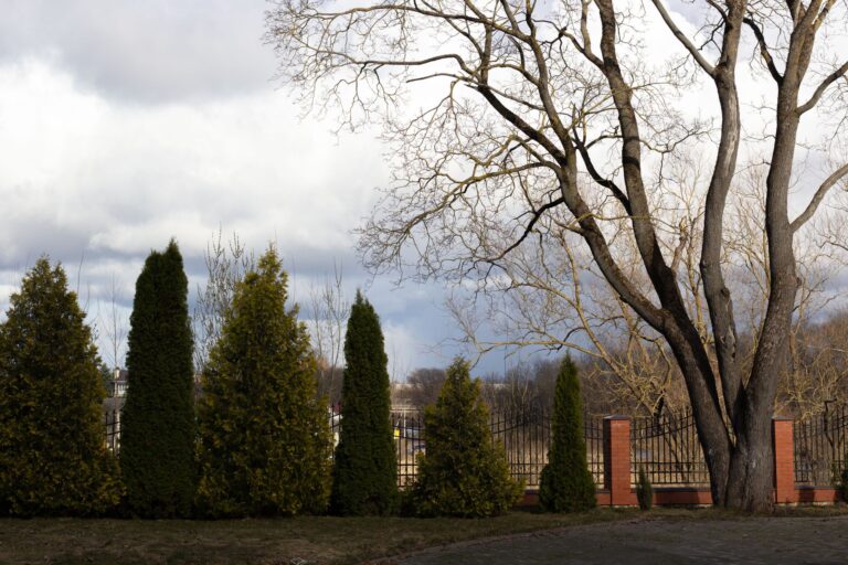 Evergreen shrubs mixed border winter garden