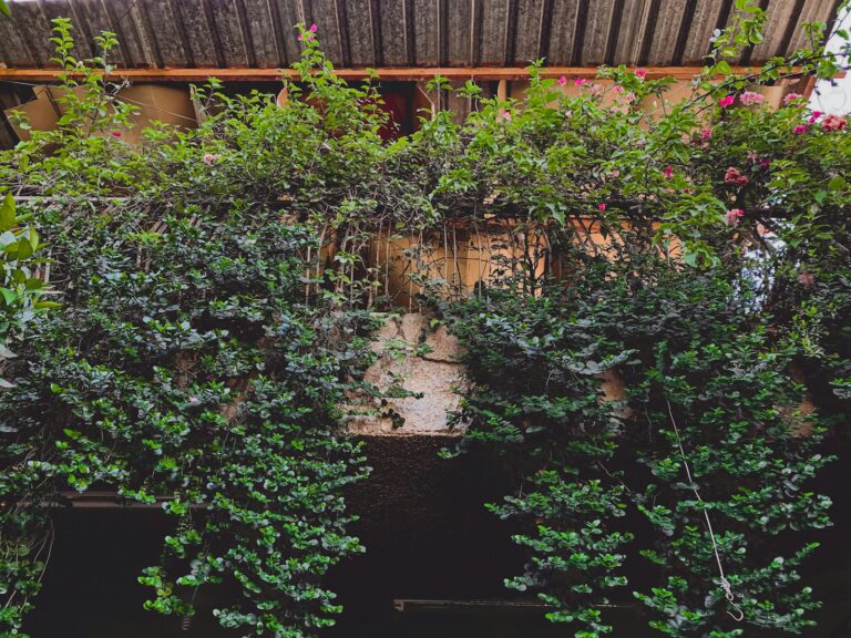 Potted evergreen shrubs balcony layered evergreen hedge shrubs