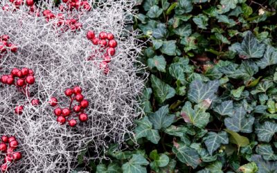 Evergreen structure: how to design a garden that looks good all year
