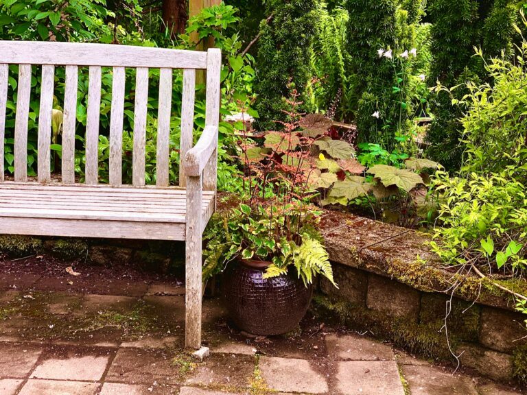 Evergreen shrubs containers