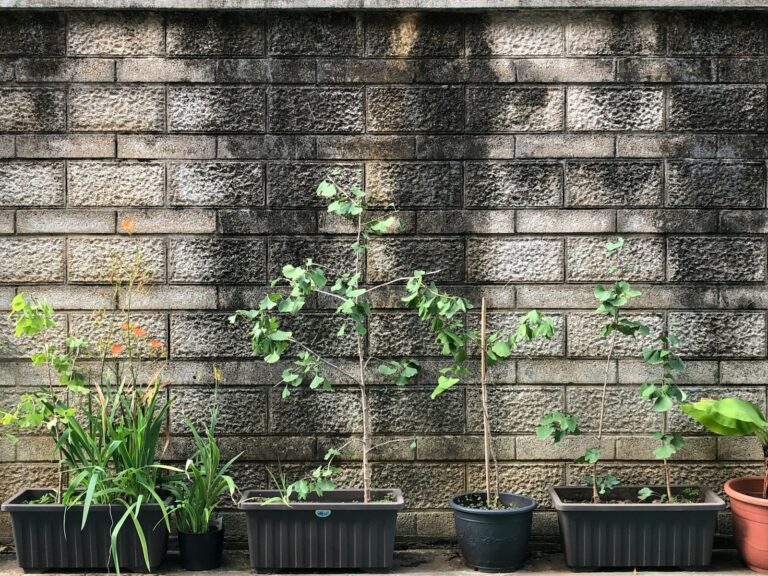 Potted plants summer