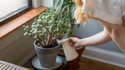 Feeding indoor plants: how to choose and use fertilizer for healthier growth