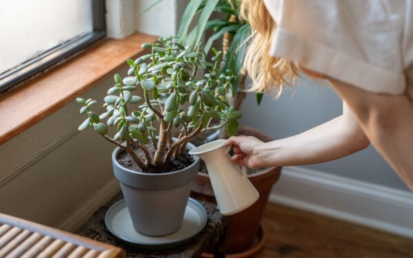 Feeding indoor plants: how to choose and use fertilizer for healthier growth