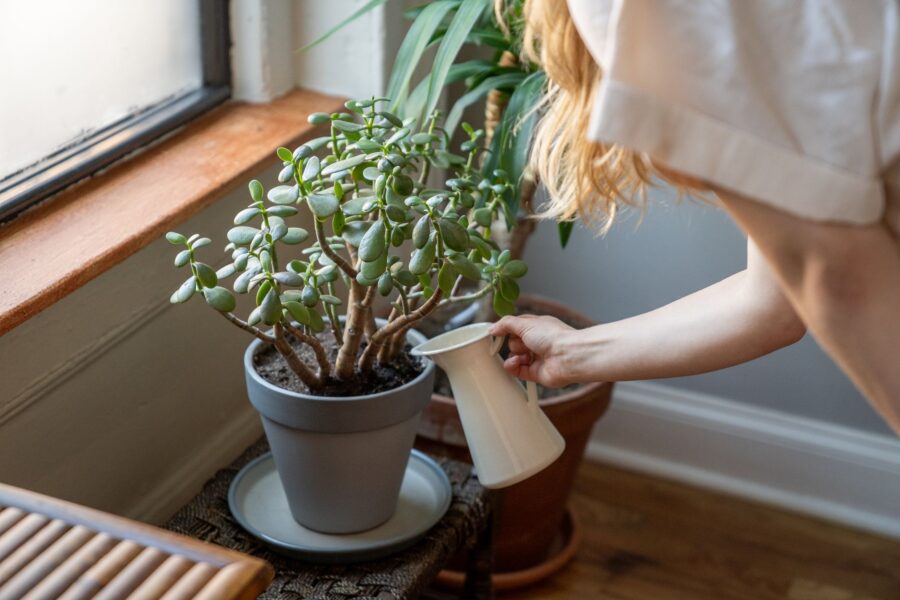 Indoor houseplants fertilizer