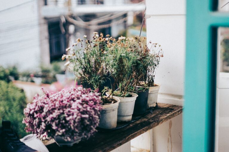 Balcony containers herbs