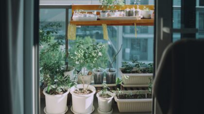 Fragrant herbs and flowers that turn a balcony into a scented retreat