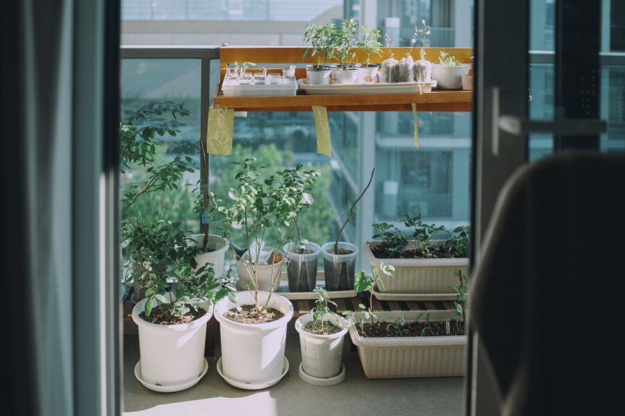 Balcony containers herbs