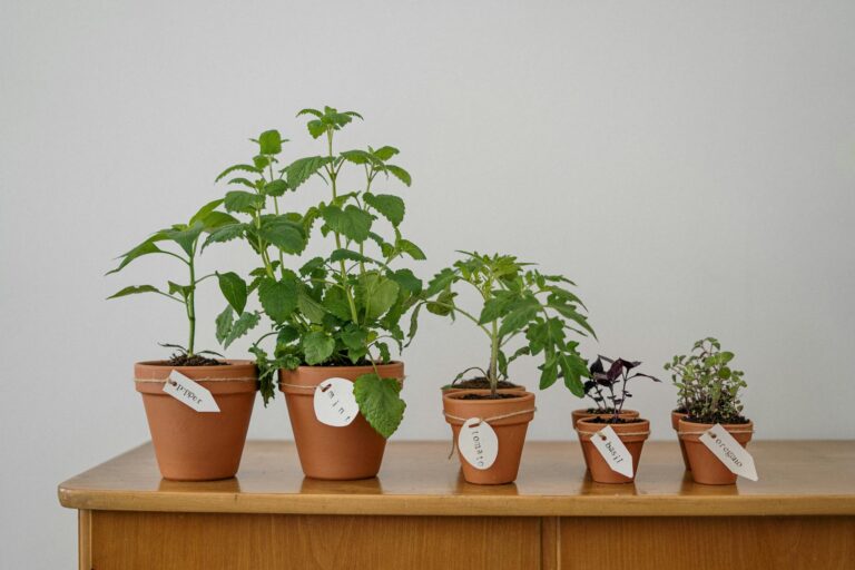 Potted herbs basil