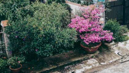 Front yard border ideas that add color and structure without high effort