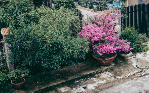 Front yard border ideas that add color and structure without high effort