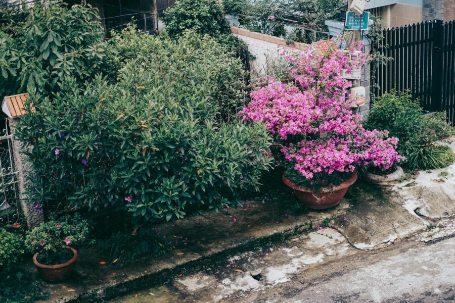 Front yard flower