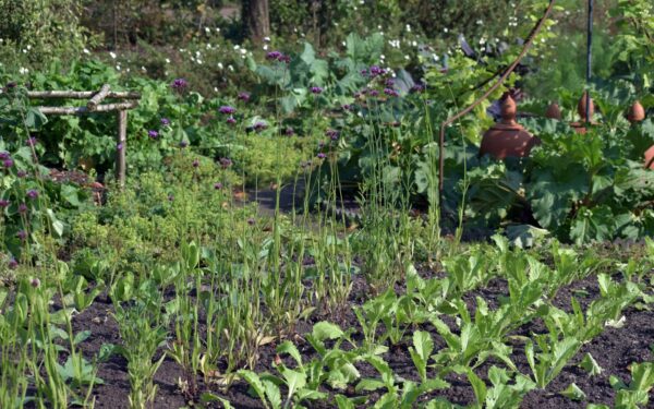 Growing carrots at home: simple steps for straight roots and sweet harvests