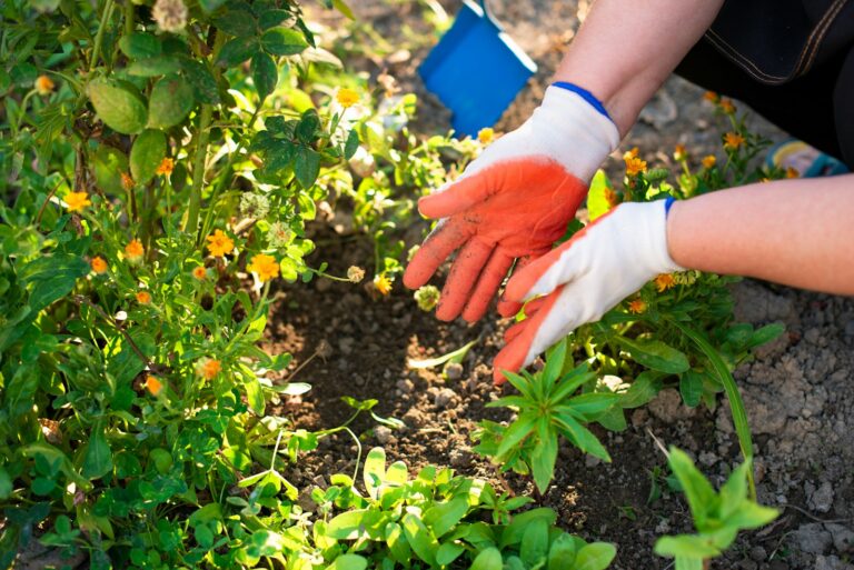 Carrot plants garden soil